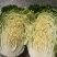 湖北精品大白菜青杂3号大量有货全国发货保证质量