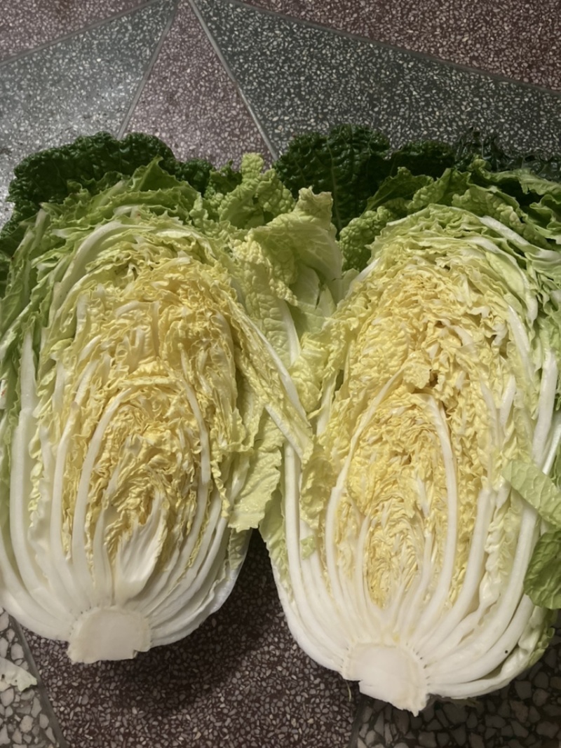 湖北精品大白菜青杂3号大量有货全国发货保证质量
