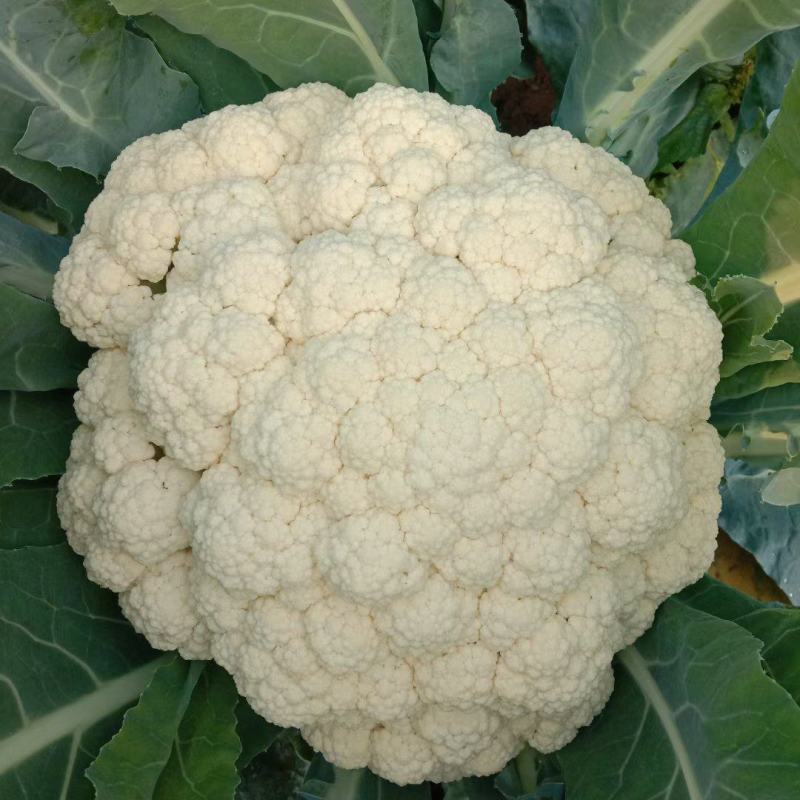 安徽宿州砀山有机花白面青梗散花菜花砀山有机花菜