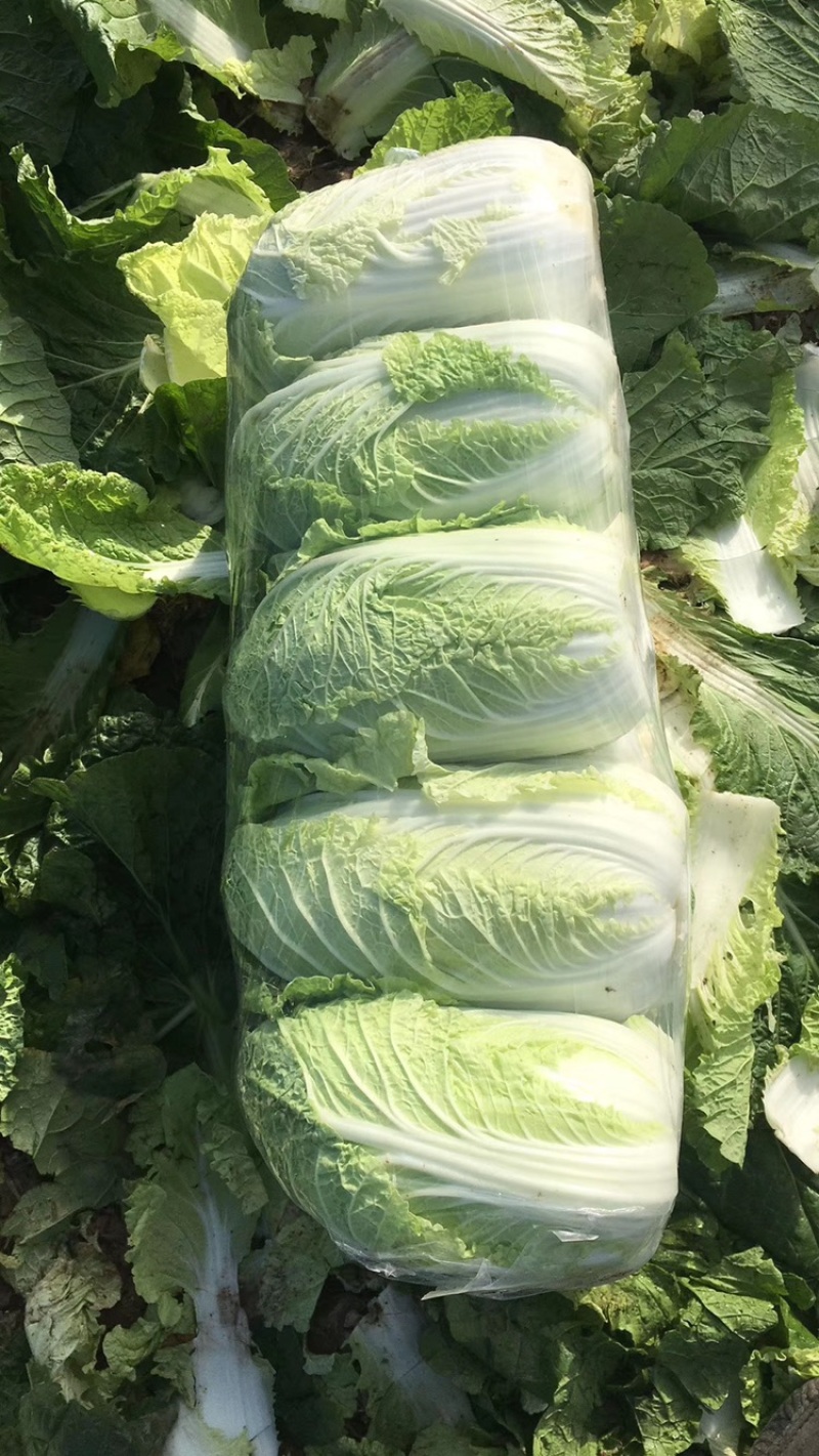湖北精品大白菜青杂3号大量有货全国发货保证质量