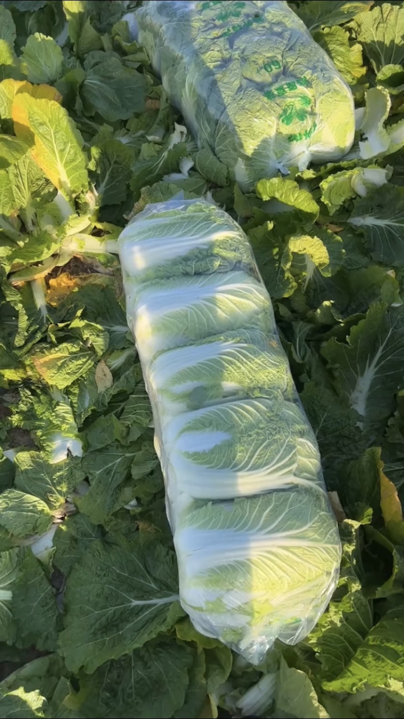 湖北精品大白菜青杂3号大量有货全国发货保证质量