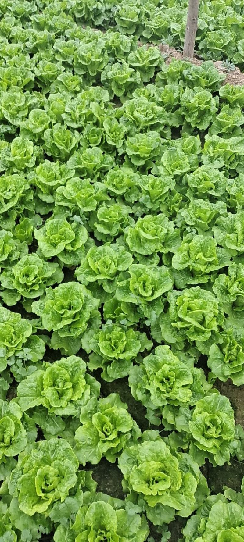 【推荐】意大利生菜产地直供品质保证欢迎来电咨询