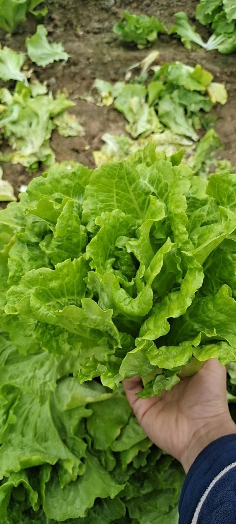 【推荐】意大利生菜产地直供品质保证欢迎来电咨询