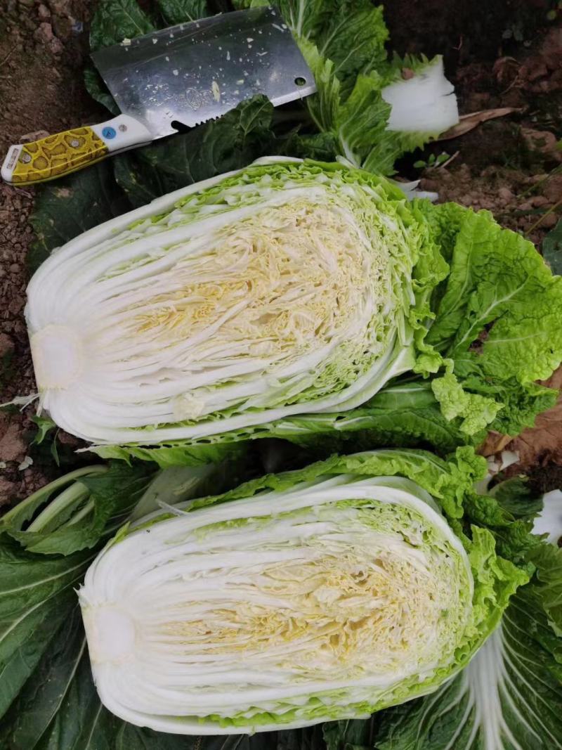安徽宿州砀山黄心白菜产地一手货源代加工代发代收