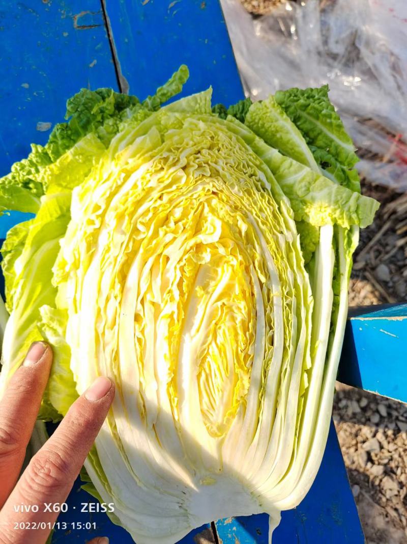 安徽宿州砀山黄心白菜产地一手货源代加工代发代收