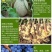 200亿全水溶枯草芽孢杆菌预防根腐土传病害杀菌生根枯草