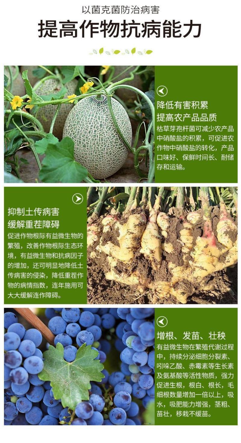 200亿全水溶枯草芽孢杆菌预防根腐土传病害杀菌生根枯草