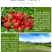200亿全水溶枯草芽孢杆菌预防根腐土传病害杀菌生根枯草
