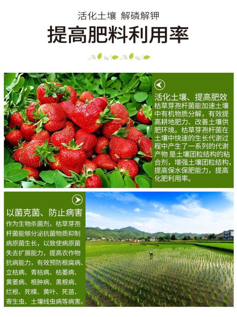 200亿全水溶枯草芽孢杆菌预防根腐土传病害杀菌生根枯草