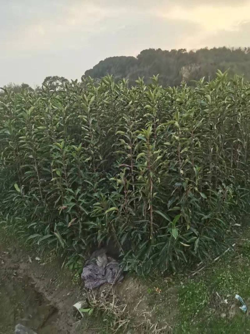 法国冬青宁波冬青品质保证！货量充足！欢迎联系洽谈！