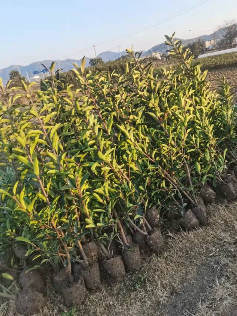 法国冬青宁波冬青品质保证！货量充足！欢迎联系洽谈！