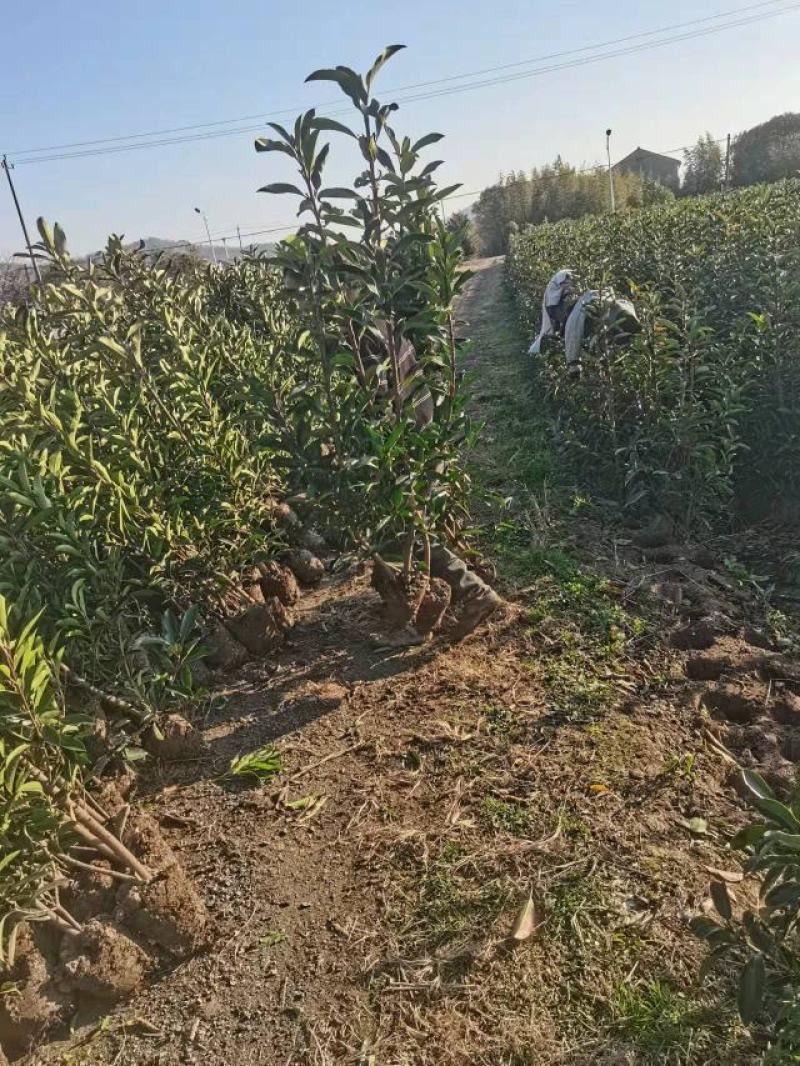 法国冬青宁波冬青品质保证！货量充足！欢迎联系洽谈！