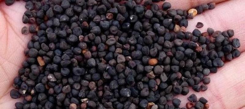 麦仙翁花种子醉蝶花庭院室外花籽四季播种易活开花不断盆栽花