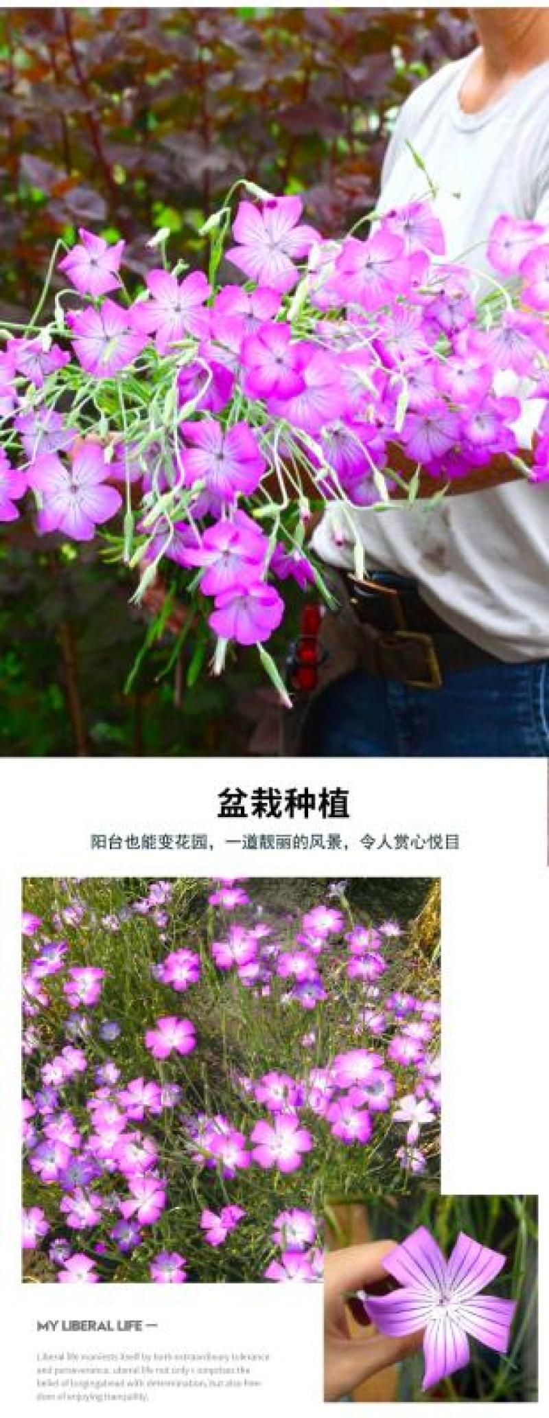 麦仙翁花种子醉蝶花庭院室外花籽四季播种易活开花不断盆栽花