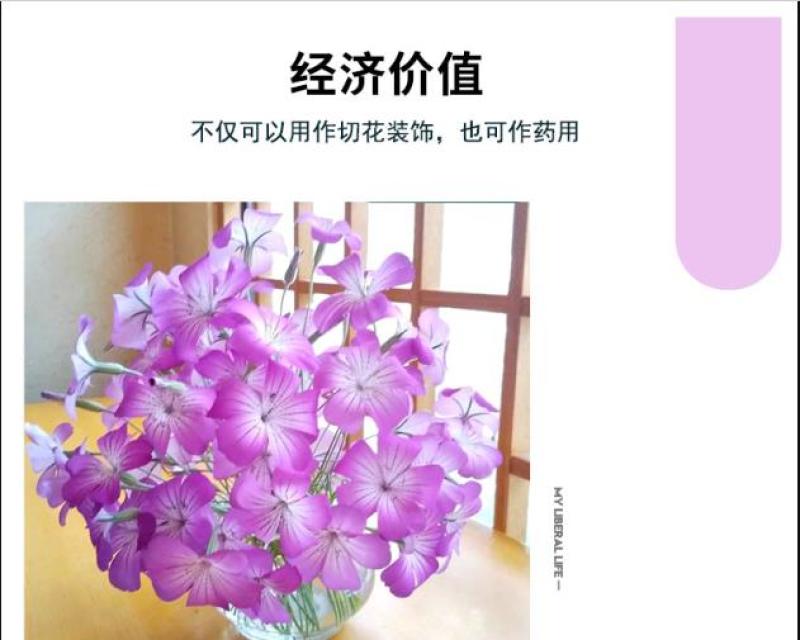 麦仙翁花种子醉蝶花庭院室外花籽四季播种易活开花不断盆栽花