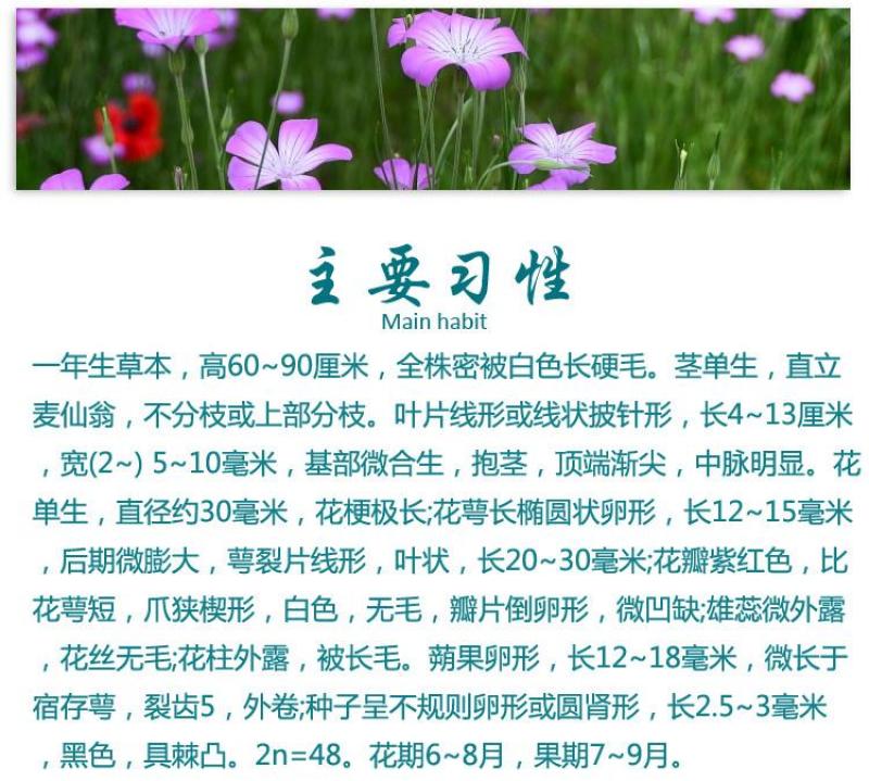 麦仙翁花种子醉蝶花庭院室外花籽四季播种易活开花不断盆栽花