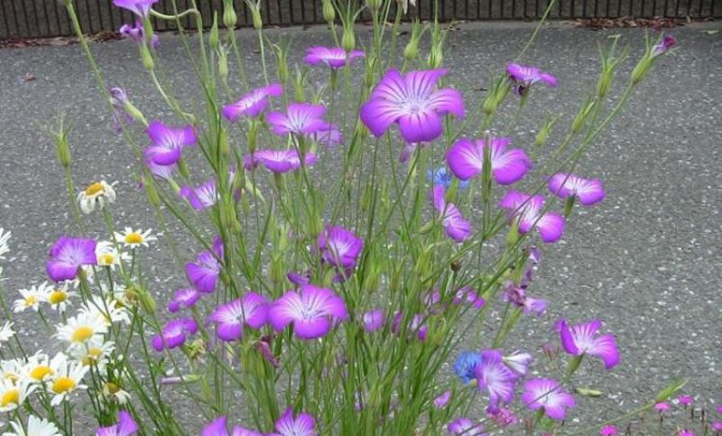 麦仙翁花种子醉蝶花庭院室外花籽四季播种易活开花不断盆栽花