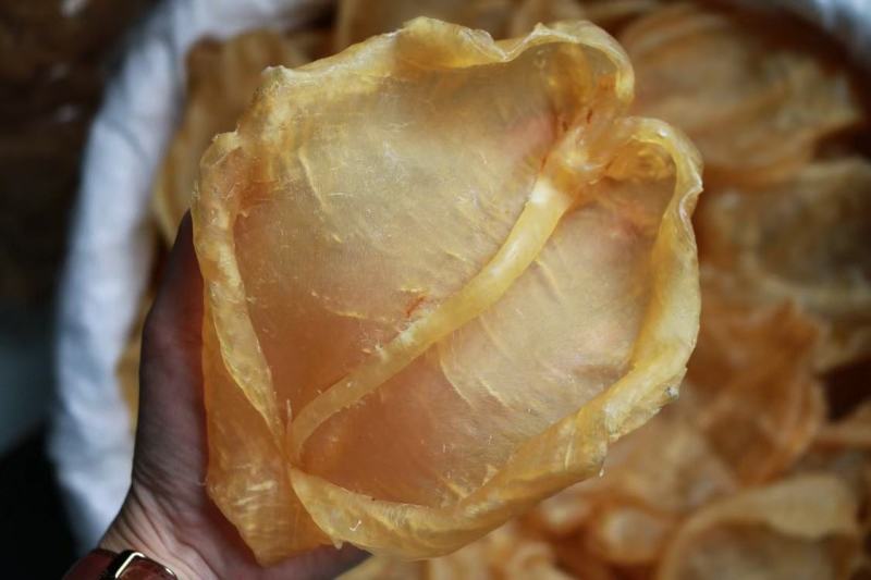 6头开边黄花胶鱼胶花胶颜色金黄色非常厚肉形状好个个都漂亮