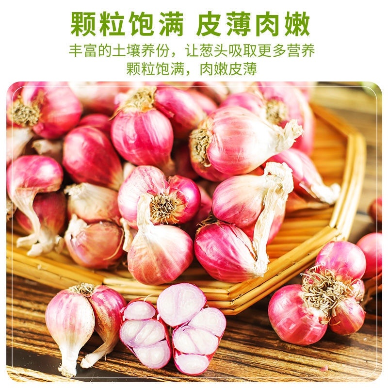 红葱头云南四川香葱火葱产地直销支持一件代发