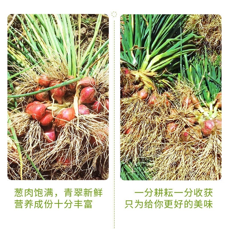 红葱头云南四川香葱火葱产地直销支持一件代发