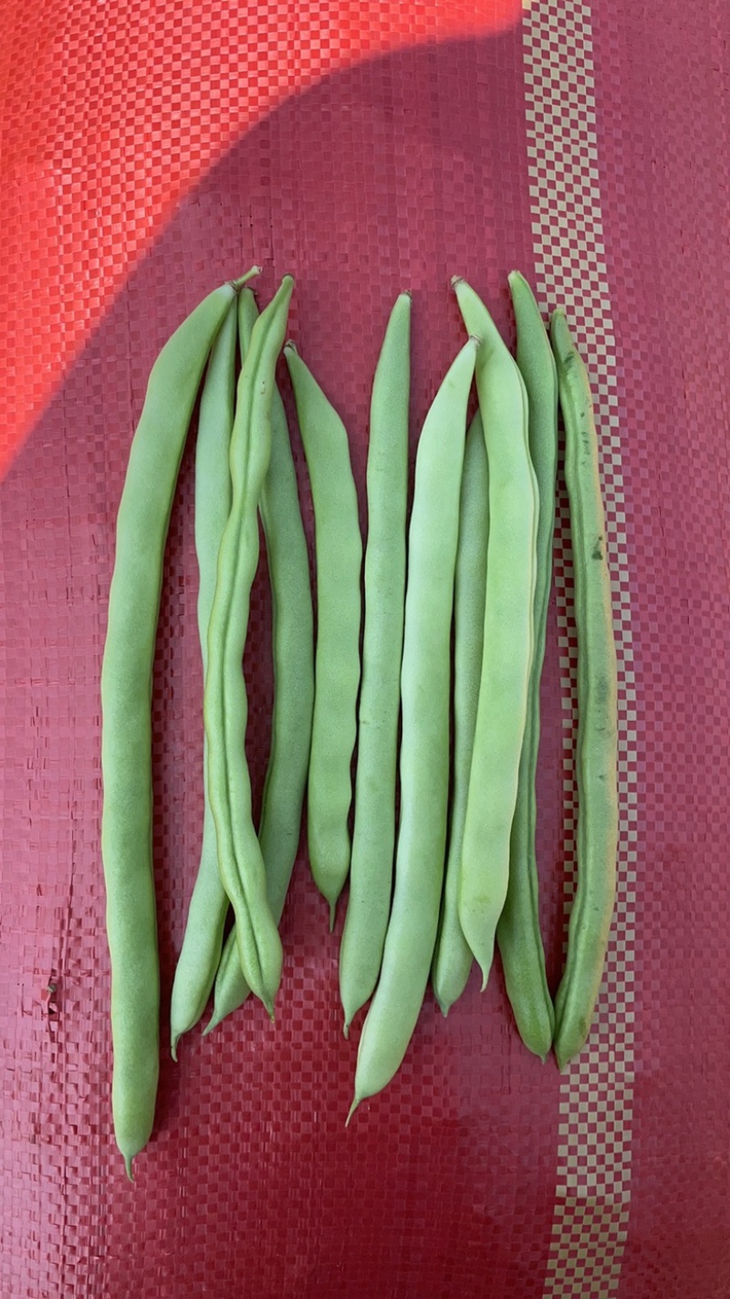 无筋豆。小筋豆。