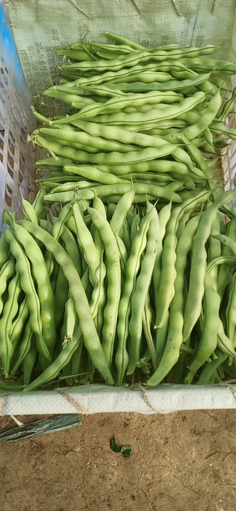 无筋豆。小筋豆。