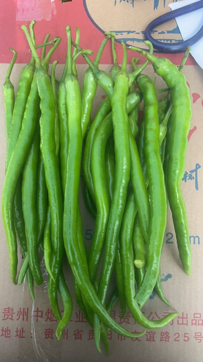 无筋豆。小筋豆。