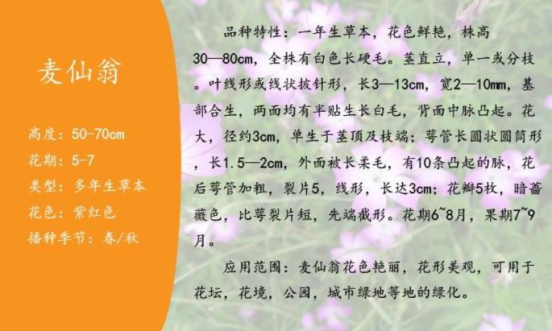 麦仙翁花种子醉蝶花庭院室外花籽四季播种易活开花不断盆栽花
