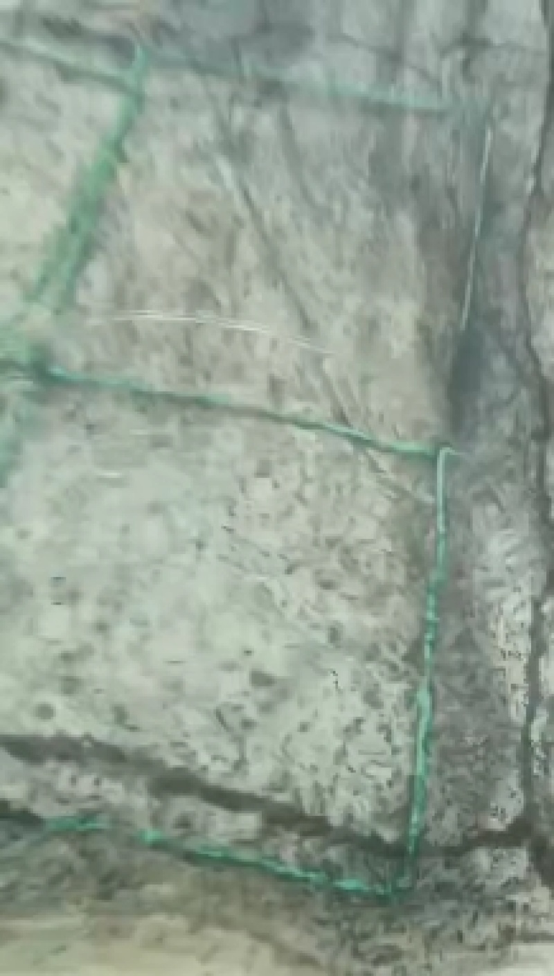 养殖场直销牛蛙苗牛蛙蝌蚪苗提供养殖技术指导