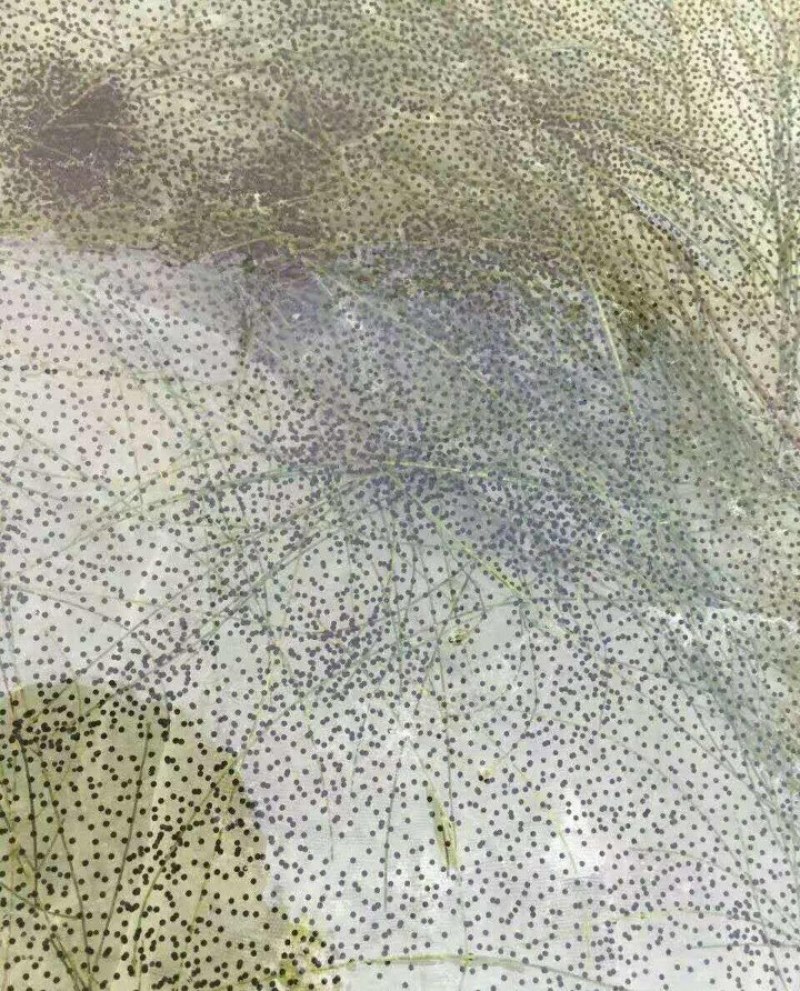 养殖场直销牛蛙苗牛蛙蝌蚪苗提供养殖技术指导