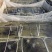 养殖场直销牛蛙苗牛蛙蝌蚪苗提供养殖技术指导