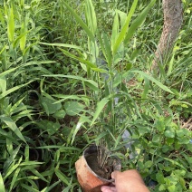 花卉盆景小盼草种植基地小盼草一手货源小盼草批发