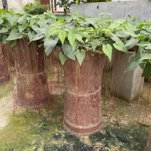 花卉盆景锦屏藤自产自销锦屏藤种植基地