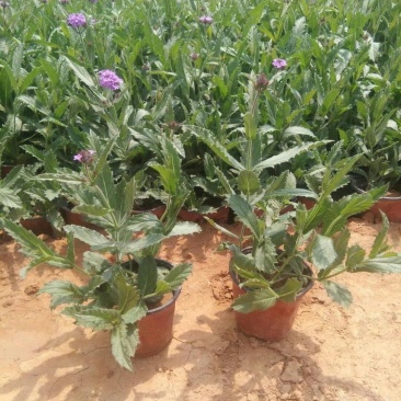 桑托斯马鞭草种植基地桑托斯马鞭草一手货源