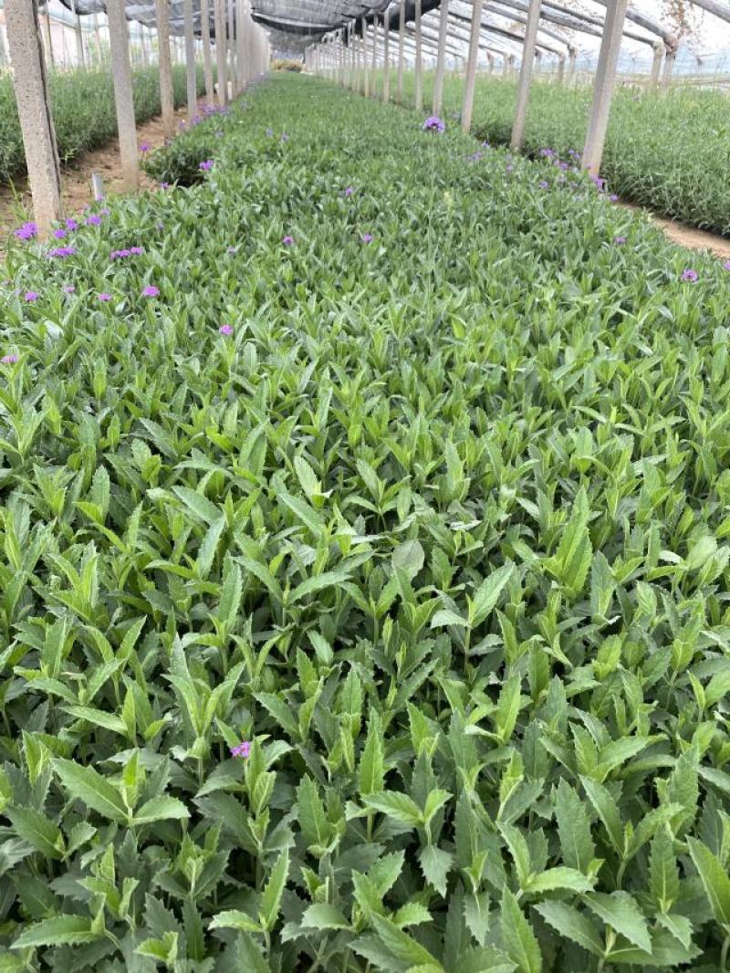 桑托斯马鞭草种植基地桑托斯马鞭草一手货源