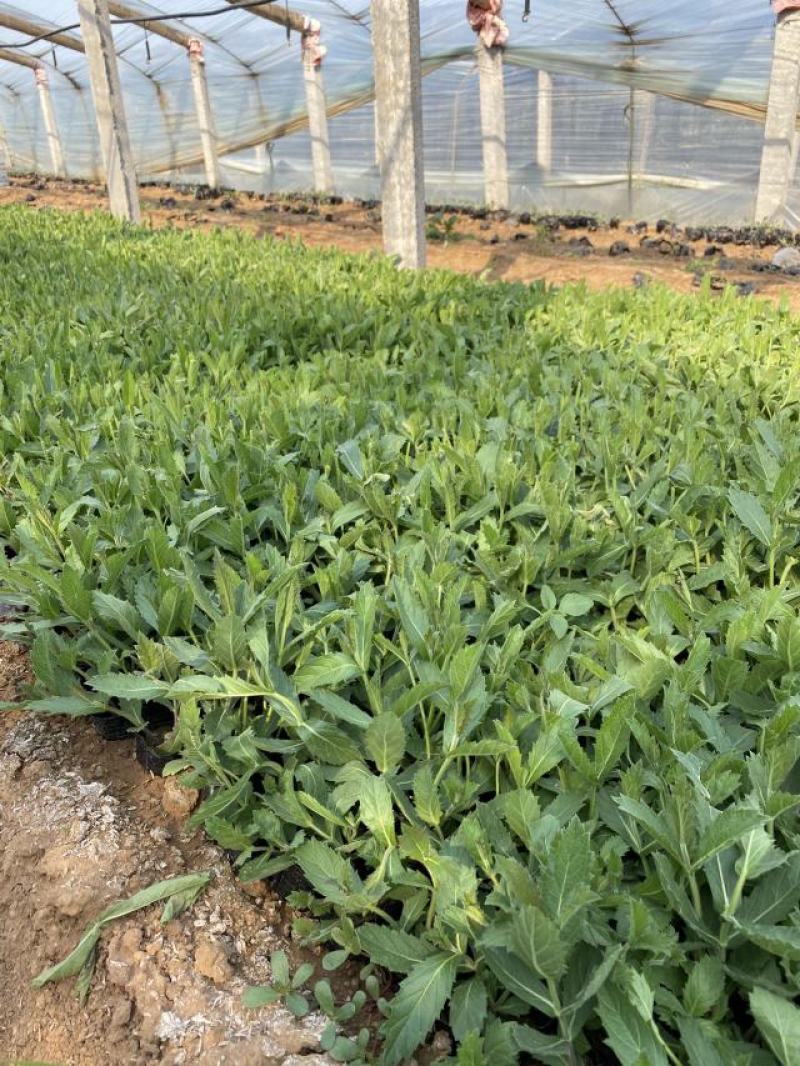 桑托斯马鞭草种植基地桑托斯马鞭草一手货源