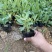 桑托斯马鞭草种植基地桑托斯马鞭草一手货源
