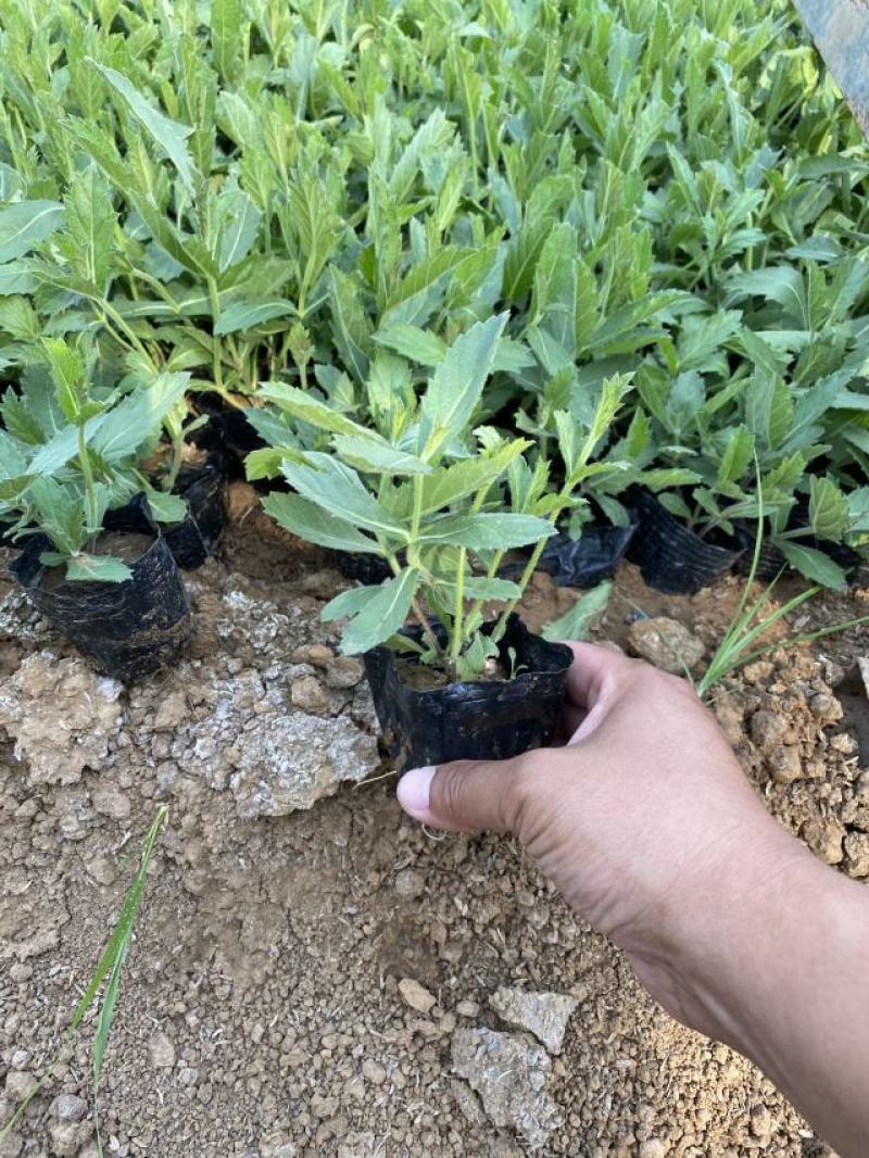 桑托斯马鞭草种植基地桑托斯马鞭草一手货源