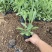 桑托斯马鞭草种植基地桑托斯马鞭草一手货源