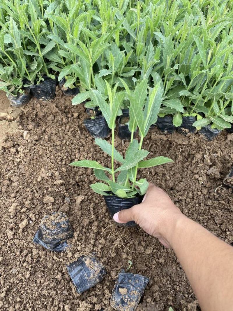桑托斯马鞭草种植基地桑托斯马鞭草一手货源