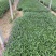 桑托斯马鞭草种植基地桑托斯马鞭草一手货源