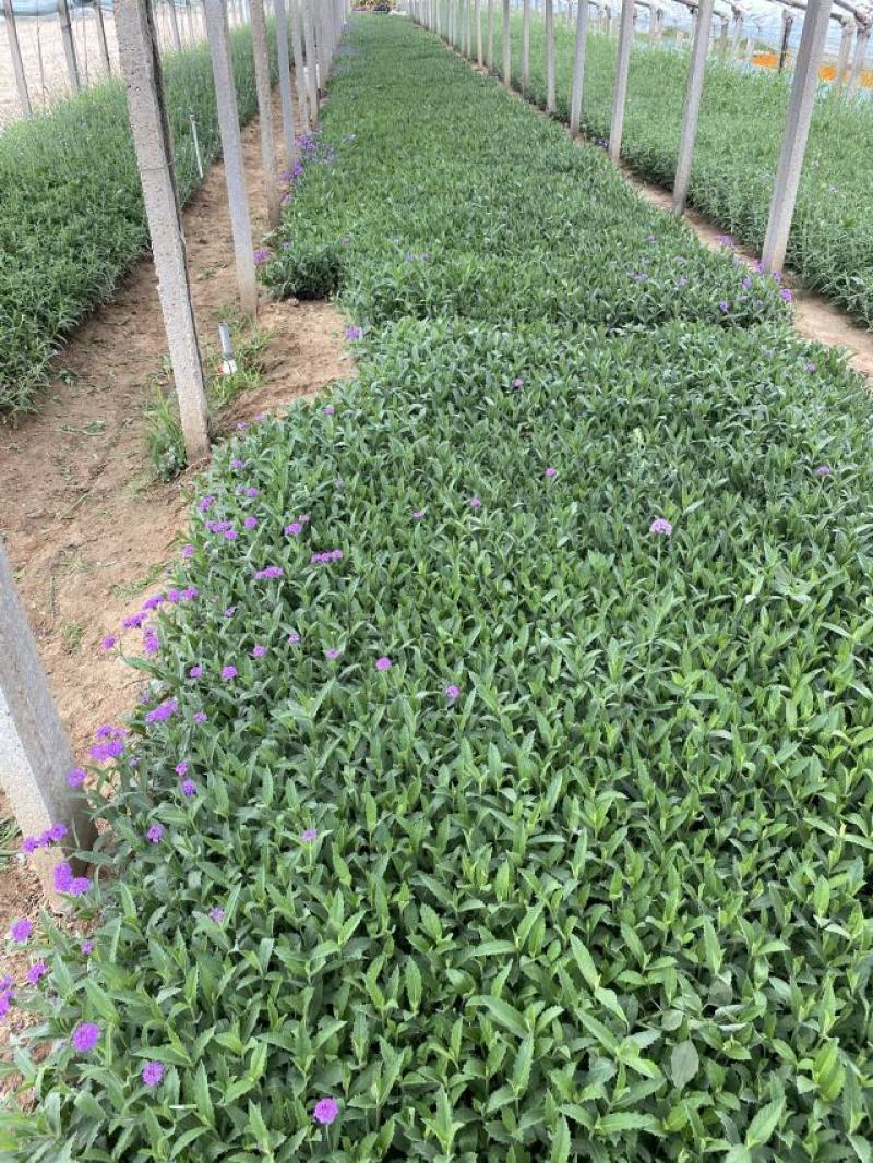 桑托斯马鞭草种植基地桑托斯马鞭草一手货源