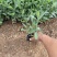 桑托斯马鞭草种植基地桑托斯马鞭草一手货源