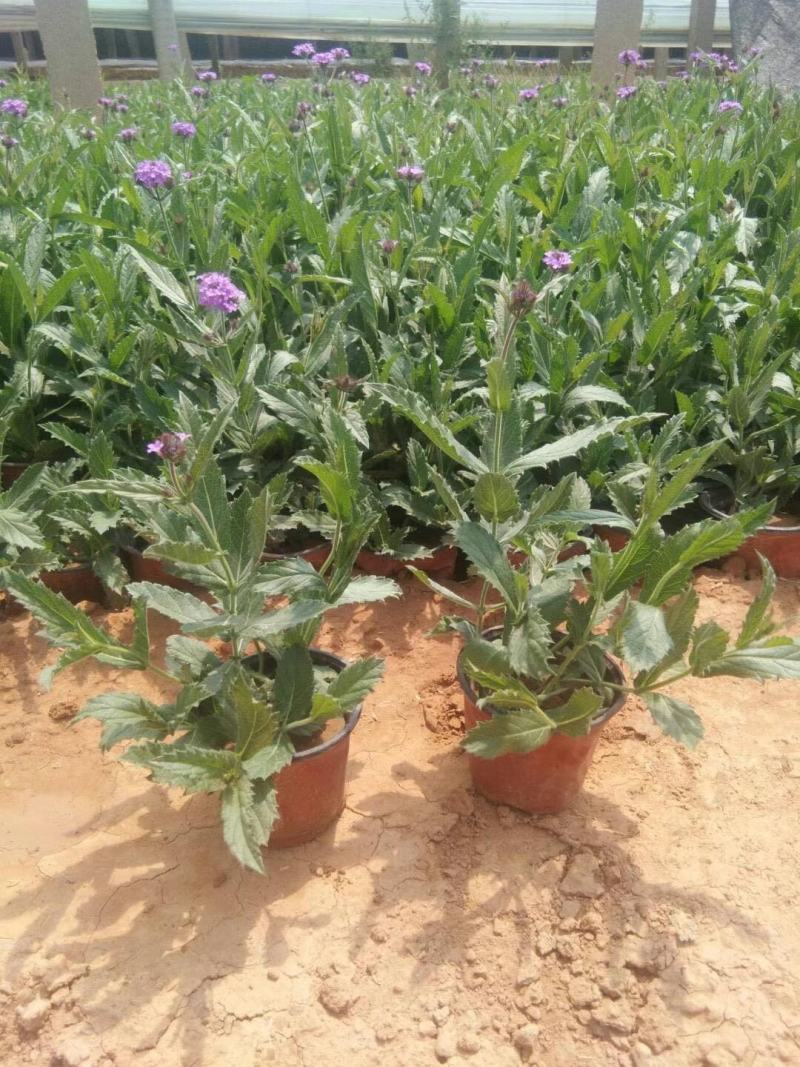 桑托斯马鞭草种植基地桑托斯马鞭草一手货源