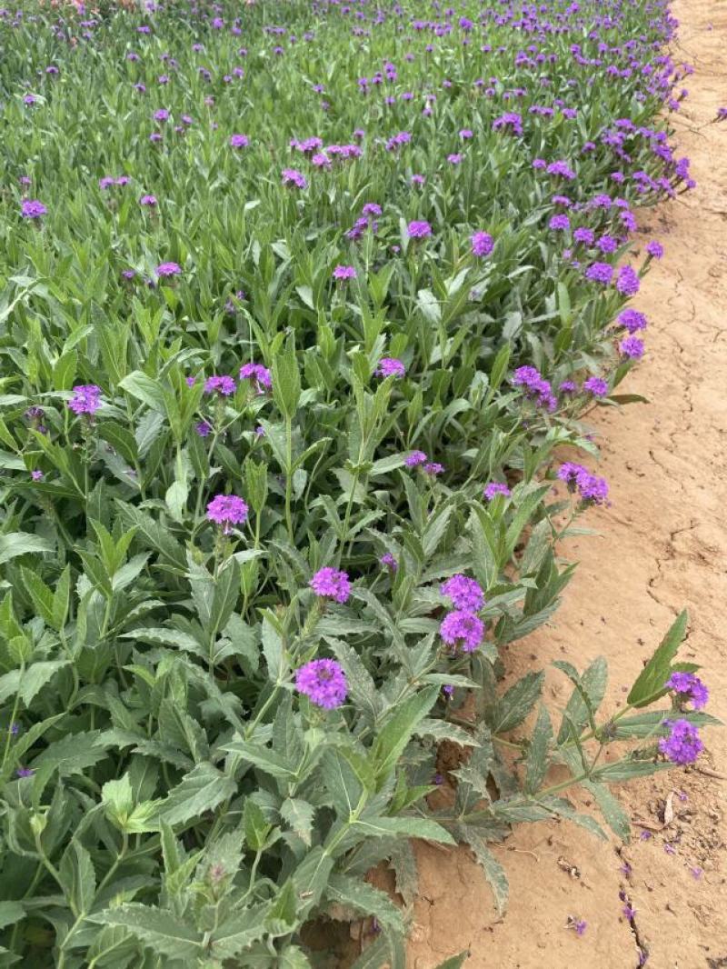 桑托斯马鞭草种植基地桑托斯马鞭草一手货源
