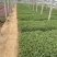 桑托斯马鞭草种植基地桑托斯马鞭草一手货源