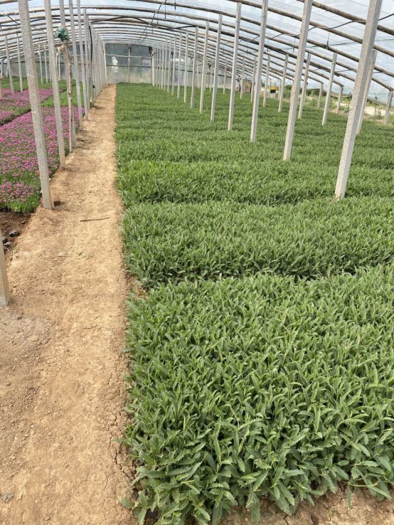 桑托斯马鞭草种植基地桑托斯马鞭草一手货源