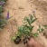 桑托斯马鞭草种植基地桑托斯马鞭草一手货源
