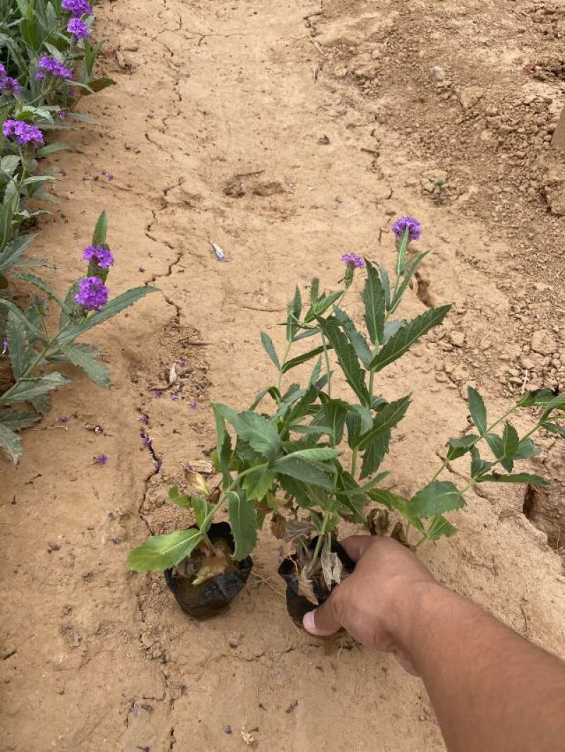 桑托斯马鞭草种植基地桑托斯马鞭草一手货源