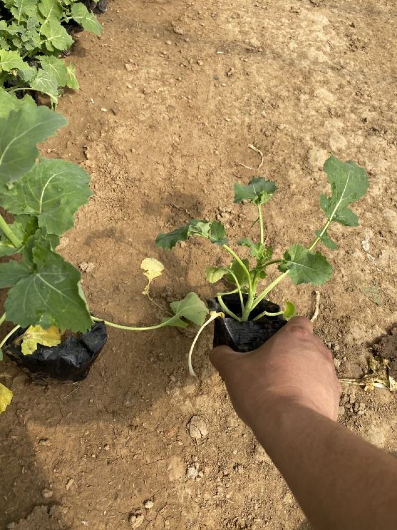 油菜花自产自销观赏油菜花一手货源